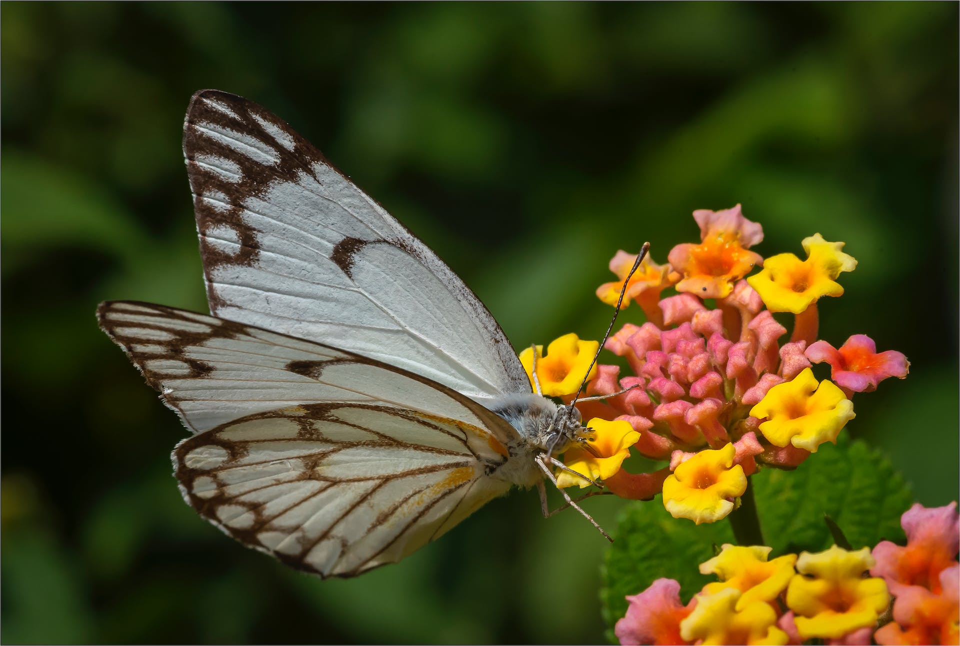 Maîtrisez l’art de cultiver le lantana : votre guide pour une floraison spectaculaire !