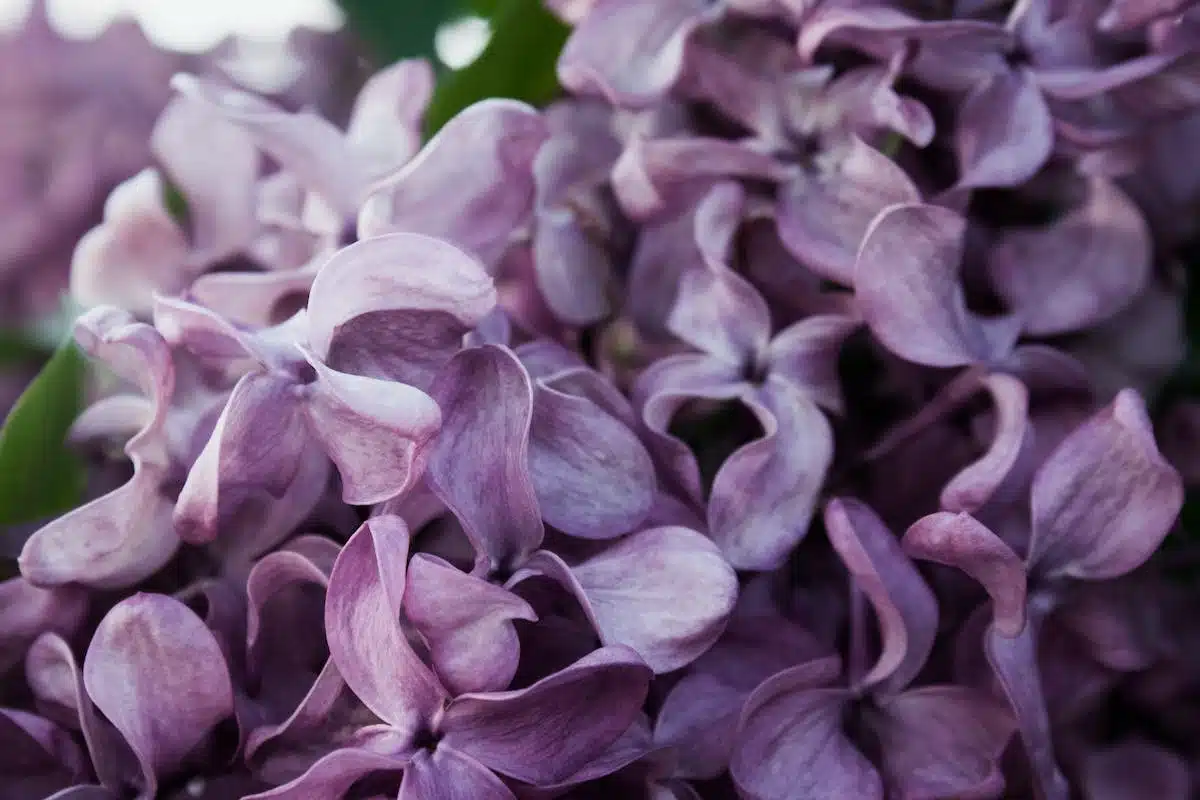 tailler lilas
