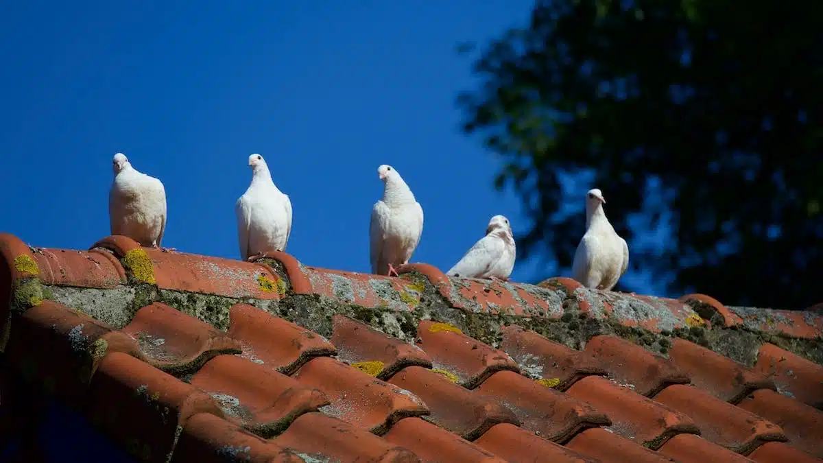 rénovation toiture