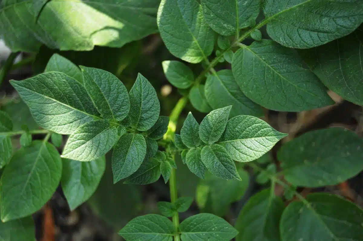 plantes toxiques