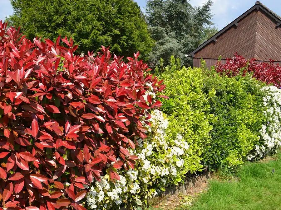 7 plantes à croissance rapides pour une haie de jardin au top