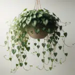 Ceropegia : tout pour réussir la culture de la chaîne des cœurs chez vous