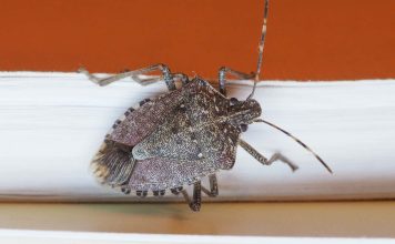 lutter contre les punaises des bois