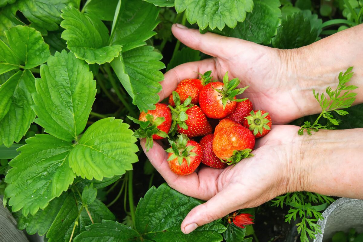 Le meilleur moment pour planter vos fraisiers découvrez quand et comment
