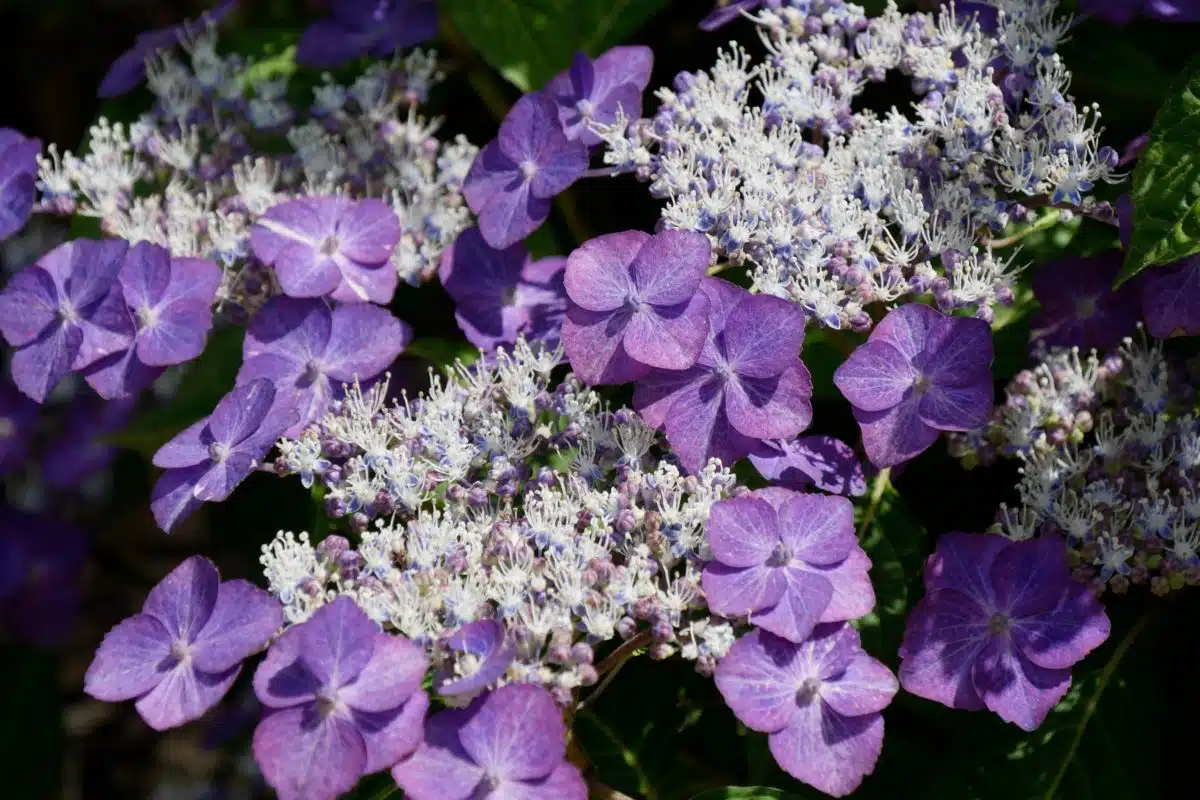 Magnifiques hortensias le secret pour des boutures réussies