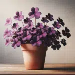 Oxalis triangularis le faux trèfle pourpre à cultiver chez vous en pot
