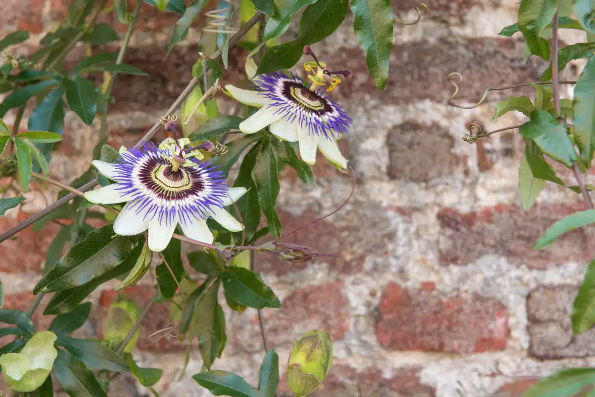 Passiflora caerula laissez une beauté rustique grimper vos murs