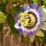 Passiflora caerula laissez une beauté rustique grimper vos murs