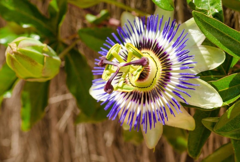 Passiflora caerula laissez une beauté rustique grimper vos murs