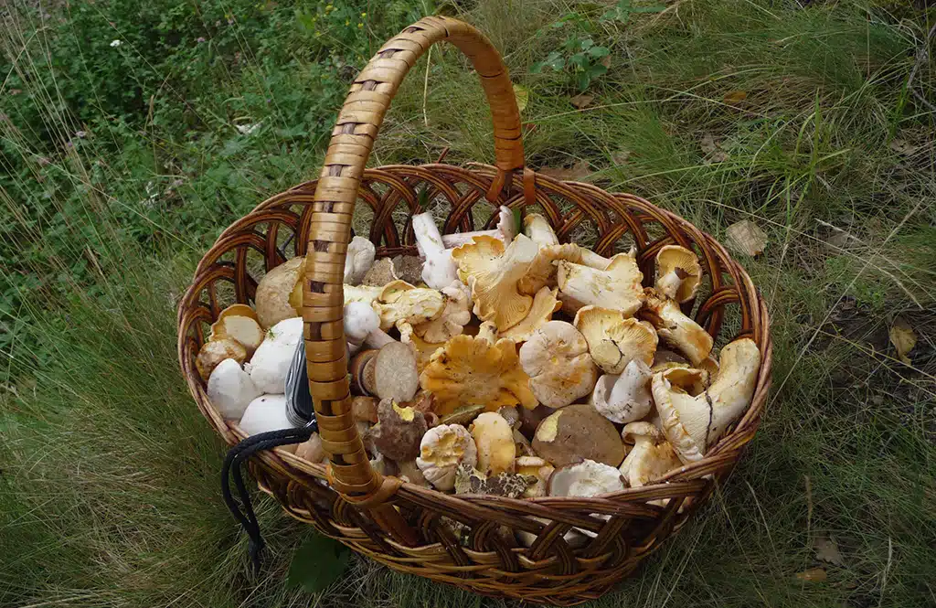 Plaisirs cachés de la forêt 7 champignons comestibles sûrs à cueillir