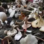 Plaisirs cachés de la forêt 7 champignons comestibles sûrs à cueillir
