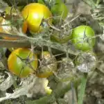 Protégez vos tomates du mildiou prévention et solutions efficaces