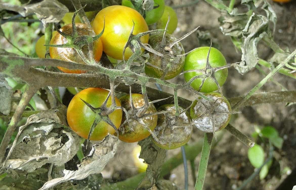 Protégez vos tomates du mildiou prévention et solutions efficaces
