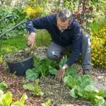 Que planter en octobre légume ou fruit