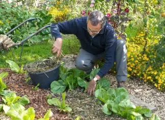 Que planter en octobre légume ou fruit