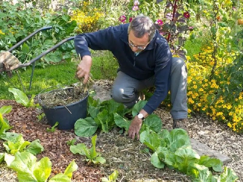 Que planter en octobre légume ou fruit