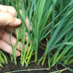 Secrets du jardinier semer et repiquer les poireaux efficacement