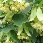 Tilleul, trésor de la nature tout est bon, de la fleur à la graine