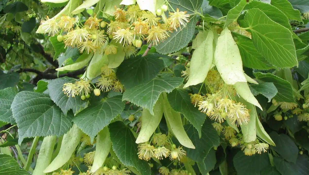 Tilleul, trésor de la nature tout est bon, de la fleur à la graine