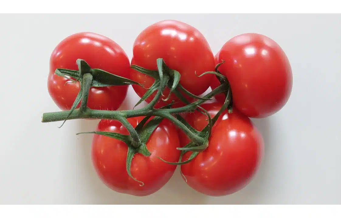 Tomates découvrez les meilleures variétés et les plus résistantes