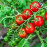 Tomates découvrez les meilleures variétés et les plus résistantes