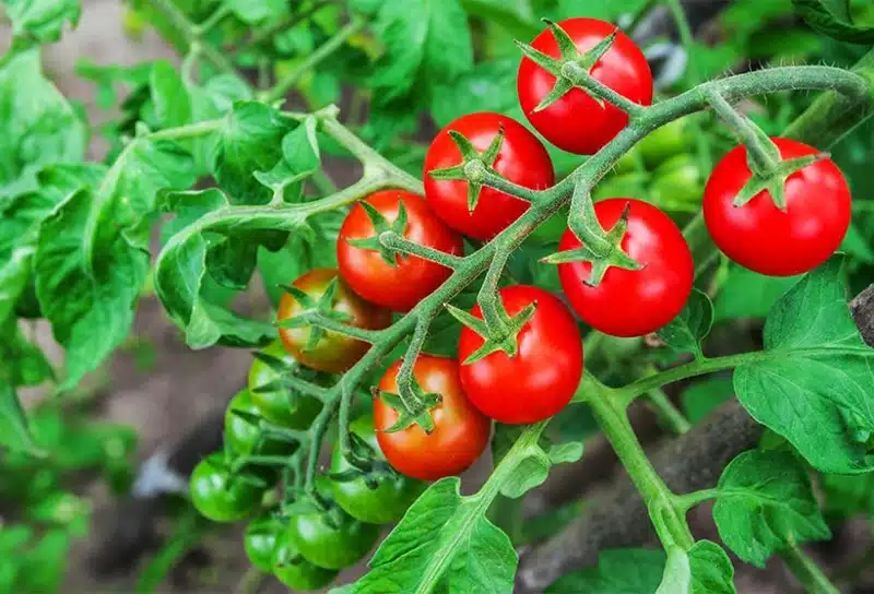 Tomates découvrez les meilleures variétés et les plus résistantes