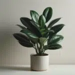Zamioculcas zamiifolia : conservez sa beauté grâce à notre fiche d'entretien