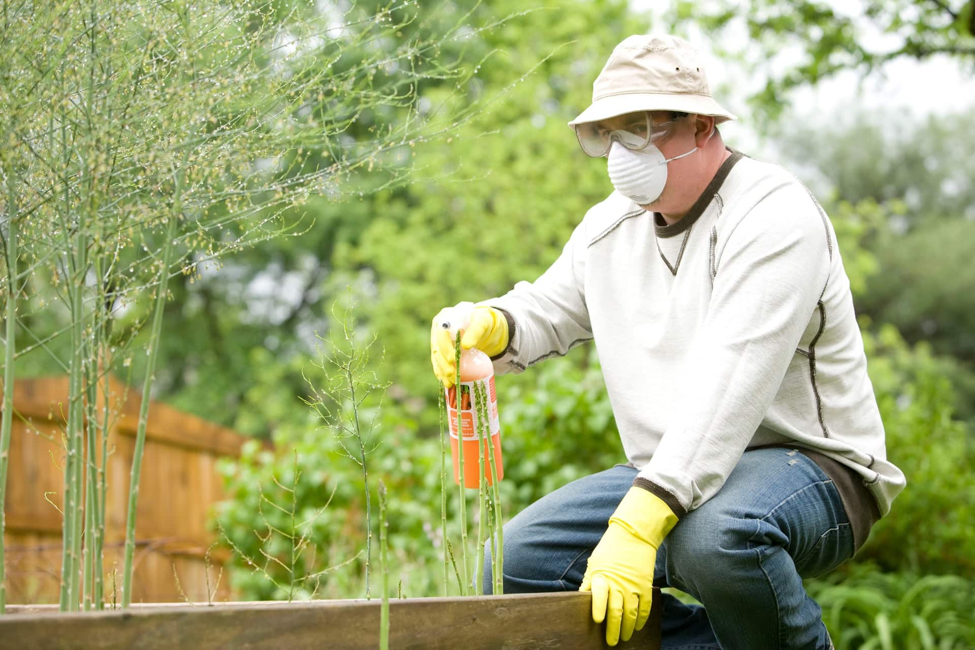 lutter contre les punaises des bois