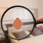 Comment protéger votre logement de vacances à Saint-Tropez contre les punaises de lit ?