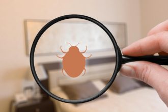 Comment protéger votre logement de vacances à Saint-Tropez contre les punaises de lit ?