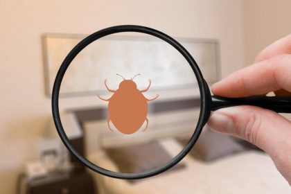 Comment protéger votre logement de vacances à Saint-Tropez contre les punaises de lit ?