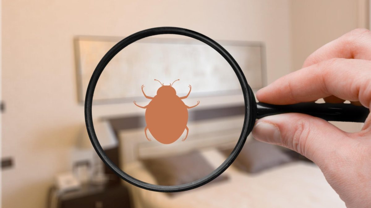 Comment protéger votre logement de vacances à Saint-Tropez contre les punaises de lit ?