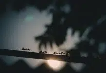 Est-ce que les fourmis mangent les termites ?